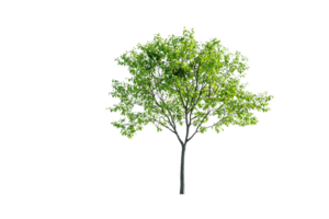 Tree on a transparent background. png