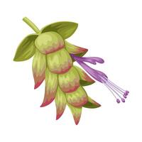Illustration of Origanum dictamnus flower, commonly called dittany of Crete, isolated on white background. vector