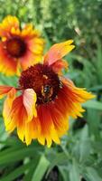 Bee on a Gaillardia flower. Slow motion vertical of a honeybee collecting nectar from a Blanket flower on summer day. video