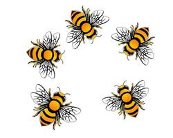 bees in a circle on a white background vector