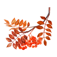 Red leaved Rowan branch whith red berries png