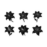 Beautiful amaryllis designs created with for your graphic projects vector
