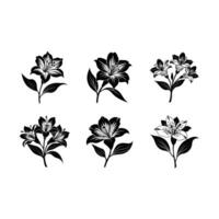 Stunning Alstroemeria and Line Art Designs for Graphics vector
