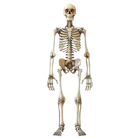 3D Human Skeleton Model Front View Isolated on Transparent Background png