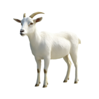 Detailed 3D Rendering of a White Horned Goat on Transparent Background for Eid Ul Adha png