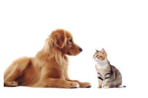 Golden Retriever and Tabby Cat Facing Each Other on Transparent Background png
