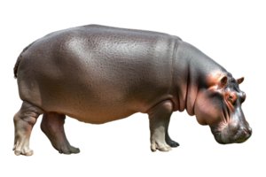 Full Body Side View of Hippopotamus Isolated on White Background png