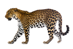 Side Profile of Leopard Walking on Transparent Background png