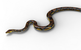 3d Illustration of A Golden Reticulated Python, Boa Constrictor The World's Biggest Snake Isolated Background. png