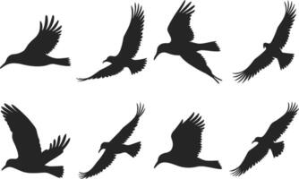 Bird Flying Silhouette collection Illustration with a white background vector