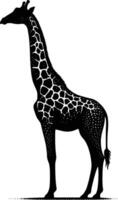 Unique Giraffe Silhouette with Lowered Neck on White Background vector