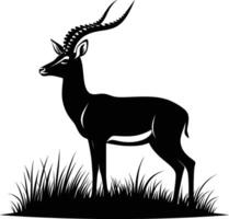 Standing on grass Impala Silhouette on White Background vector