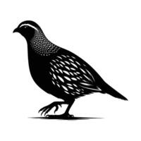Classic Quail Silhouette Standing on White Background vector