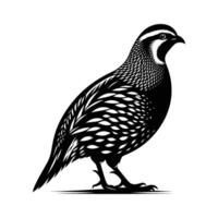 Wild Quail Silhouette in Natural Pose on White Background vector