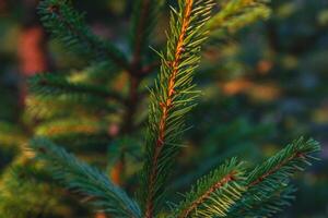 Christmas tree background Christmas card with sunlight photo