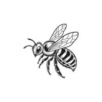 A black and white drawing of a attractive bee vector