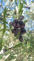 Close-up olive branch with big bunch of dark olives swaying in the wind, Healthy eating concept, olive oil concept, vertical video