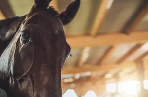 A Close-Up of a Brown Horse in a Stable With Warm Natural Light Illuminating the Background photo