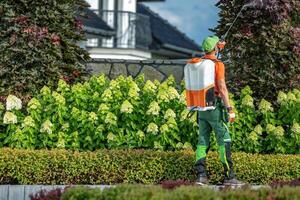 Landscape Technician Applying Pesticide in a Garden Surrounded by Hydrangeas on a Sunny Day photo