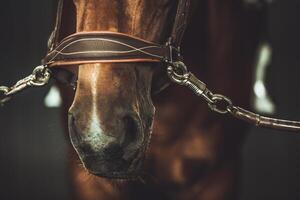 Close-up View of a Horse's Nose Wearing a Bridle in a Dimly Lit Stable photo