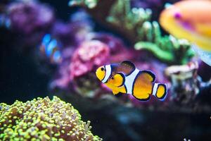 Orange Clownfish Swimming Near Colorful Coral in a Vibrant Underwater Reef Environment photo