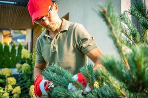 Man Pruning a Pine Tree in a Residential Garden on a Sunny Afternoon photo