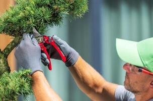 Man Trimming a Tree With Pruning Shears in a Garden During a Sunny Day photo