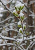 Branch Of Tree With Snow Covered Soft Young Leaves Closeup photo