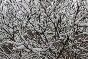 Pattern Of Bush Branches Covered With Powder Snow. Winter Forest With Young Trees photo