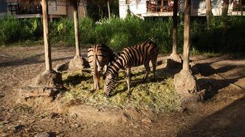 Two Zebras Feeding on Dry Grass in a Natural Habitat with Greenery and Rustic Structures under Bright Afternoon Sunlight photo