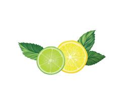 Fresh fruits slice isolated over white background. Citrus lemon and lime pieces with mint leaves sliced vector