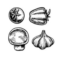A set of vegetables, peppers, tomatoes, and garlic. graphics. Black and white hand-drawn illustration. On a white background. For menus, posters or labels. For cooking recipes and packages. vector