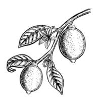A branch with lemon fruits. graphic illustration of a citrus fruit. A black and white hand-drawn image. On a white background. Great for menus, labels, recipe posters, stickers, packages. vector
