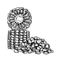 Sliced corn cobs and a handful of grains. graphics with the image of corn. Black and white hand-drawn illustration. On a white background. Great for labels, menus, posters and packages. vector