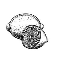 The lemon is whole and half. graphic illustration of a citrus fruit. A black and white hand-drawn image. On a white background. Great for menus, labels, recipe posters, stickers, packages. vector