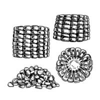 A set with corn. Sliced corn cobs and a handful of grains. graphics. Black and white hand-drawn illustration. On a white background. Great for labels, menus, posters and packages. vector