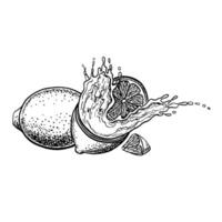 A lemon is whole and half with a splash of juice. graphic illustration of a citrus fruit. A black and white hand-drawn image. On a white background. For menus, labels, recipe posters, packages. vector