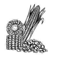 A corn cob, a sliced cob and a handful of grains. graphics with the image of corn. Black and white hand-drawn illustration. On a white background. Great for labels, menus, posters and packages. vector