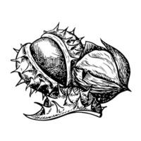 Chestnut. graphics depicting chestnut fruits in the peel and without the peel. A black and white hand-drawn illustration. On a white background. Great for labels, covers, flyers and packages. vector