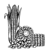 A corn cob, a sliced cob and a handful of grains. graphic composition with an image of corn. Black and white hand-drawn illustration. On a white background. Great for labels, menus and packages vector