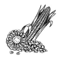 A corn cob, a split cob and a handful of corn kernels. graphics. Black and white hand-drawn illustration. On a white background. Great for labels, banners, menus, posters and packages. vector