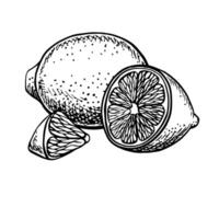 A whole lemon, half and a piece. graphic illustration of a citrus fruit. A black and white hand-drawn image. On a white background. Great for menus, labels, recipe posters, stickers, packages. vector