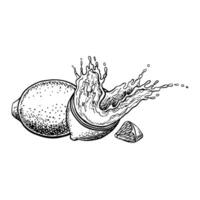 A lemon is whole and half with a splash of juice. graphic illustration of a citrus fruit. A black and white hand-drawn image. On a white background. For labels, recipe posters, packages. vector