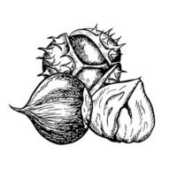 Roasted chestnut. graphics depicting chestnut fruits in the peel and without the peel. A black and white hand-drawn illustration. On a white background. Great for labels, covers and packages. vector