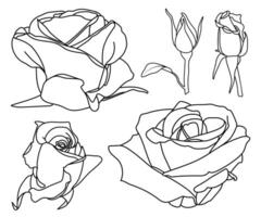 Simple rose silhouette collection. Half-opened, half-blossomed, fully open and buttons. Black line isolated contour on white. Coloring book page, line art, illustration, digital, card, Valentine vector