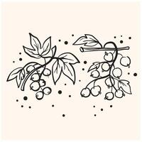 Black currants With illustration style doodle and line art vector