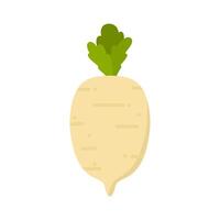 radish or turnips. illustration isolated on white background. turnip vegetable for cooking meals vector