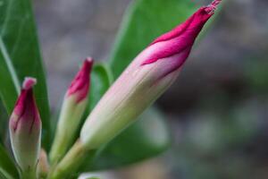 adenium flowers are still in bud photo