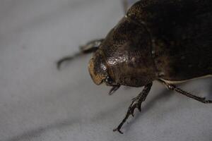 close up photo of brown beetle