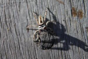 close up of small spider photo